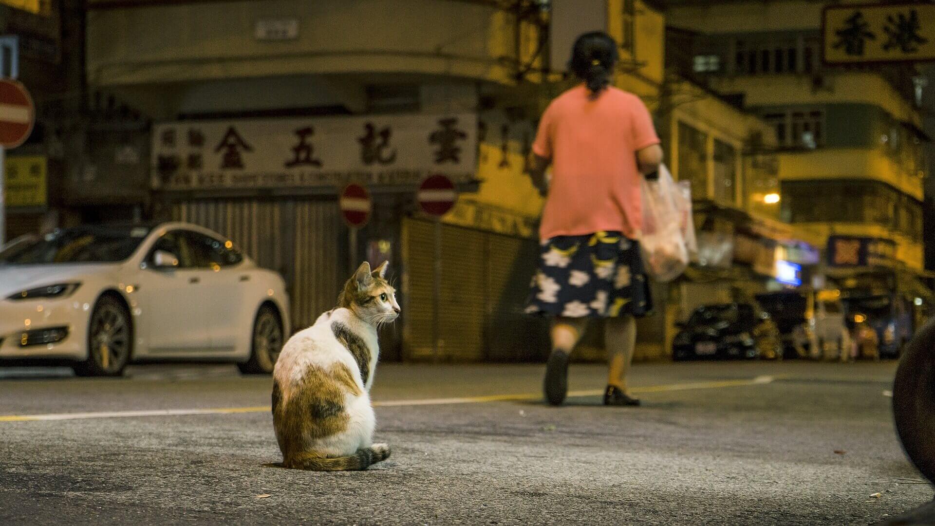 流浪貓、犬的送養會